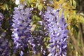 Purple wisteria flowers on a background of green leaves in the garden Royalty Free Stock Photo