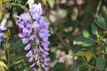 Purple wisteria flowers on a background of green leaves in the garden Royalty Free Stock Photo