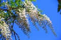 Purple Wisteria flowers(Bean Tree,Purple Vine) with white color