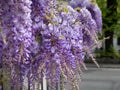 Purple Wisteria Flowers in Clusters, Spring Nature Theme