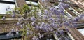 Purple Wisteria Flowers in De Pijp, Amsterdam in Spring in Holland The Netherlands Royalty Free Stock Photo