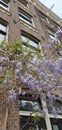 Purple Wisteria Flowers in De Pijp, Amsterdam in Spring in Holland The Netherlands Royalty Free Stock Photo
