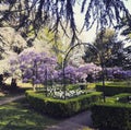 Purple Wisteria flowers at Gunnersbury Park London