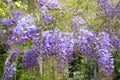 Purple wisteria flowers hanging on the fence across the blue sky. View from beneath. Natural background Royalty Free Stock Photo