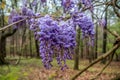 Purple wisteria flowers after the rain Royalty Free Stock Photo