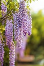 Purple wisteria flowers