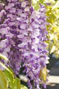 Purple wisteria flowers. Spring lilac flower. Royalty Free Stock Photo
