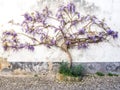 Purple wisteria plant growing in Portugal