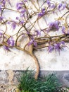 Purple wisteria plant growing in Portugal