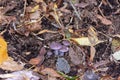 Purple wood blewits growing in leaf litter