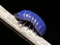 Purple wood-louse