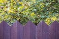 Purple wooden fence