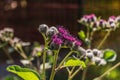 The purple wooly burdock flowers in the garden in summer on a blurred green background