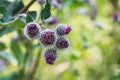 The purple wooly burdock flowers in the garden in summer on a blurred green background