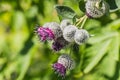 The purple wooly burdock flowers in the garden in summer on a blurred green background