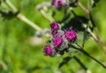 The purple wooly burdock flowers in the garden in summer on a blurred green background