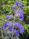 Purple wreath flower