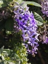 Purple Wreath, Queen`s Wreath, Sandpaper Vine, Petrea volubilis flower beautiful bunch bouquet blooming in garden on blurred of Royalty Free Stock Photo