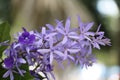 Purple Wreath, Sanpaper Vine, Queen's Wreath flower. (Scientific