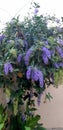 A Purple Wreath standing gracefully near the wall