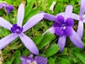 Purple Wreath star flower five 002 on glass