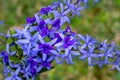 Purple wreath vine or queen's wreath vine flower, Petrea volubilis, Mauritius