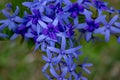 Purple wreath vine or queen\'s wreath vine flower, Petrea volubilis, Mauritius