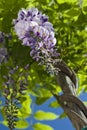 Purple wysteria flower Royalty Free Stock Photo