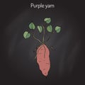 Purple yam Dioscorea alata Royalty Free Stock Photo