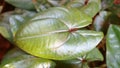 Purple yam plant Royalty Free Stock Photo