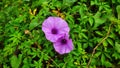 purple yam plant on the morning day