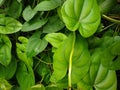 purple yam (Dioscorea alata) plant leaves, green background Royalty Free Stock Photo