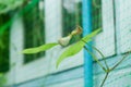 Purple yardlong bean flower