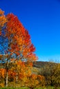 Purple yellow aspens against a blue sky