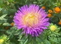 Purple and yellow Aster in the garden. Blooming Callistephus chinensis