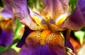 Purple and Yellow Bearded Iris Royalty Free Stock Photo