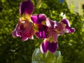 Purple and yellow bearded iris flower in bloom on dark green blurred bokeh background Royalty Free Stock Photo