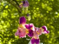 Purple and yellow bearded iris flower in bloom on dark green blurred bokeh background Royalty Free Stock Photo