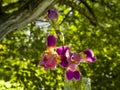 Purple and yellow bearded iris flower in bloom on dark green blurred bokeh background Royalty Free Stock Photo