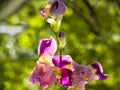 Purple and yellow bearded iris flower in bloom on dark green blurred bokeh background Royalty Free Stock Photo