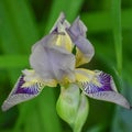 Purple and Yellow Bearded Iris Unfolding Royalty Free Stock Photo