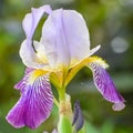 Purple and Yellow Bearded Iris Unfolding Royalty Free Stock Photo