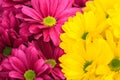 Purple and yellow chrysanthemum floral background Royalty Free Stock Photo