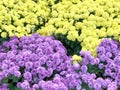 Purple and Yellow Chrysanthemum flowers closeup with green leaves, in autumn season. Feeling fresh beautiful natural in botanical Royalty Free Stock Photo