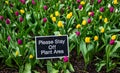 Purple and yellow tulips background, spring day