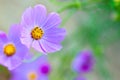 Purple and yellow cosmos