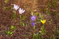 Purple and yellow crocus flowers in the garden. Early spring Royalty Free Stock Photo