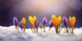 Purple and yellow crocus flowers growing out of the snow in early spring in the garden Royalty Free Stock Photo