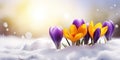 Purple and yellow crocus flowers growing out of the snow in early spring in the garden Royalty Free Stock Photo
