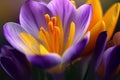 Purple Yellow Crocus, spring flower. Macro. Generated AI Royalty Free Stock Photo